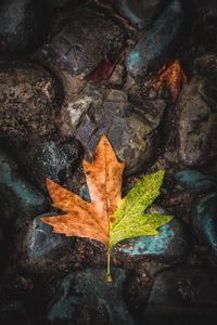Preview wallpaper leaf, maple, stones, brown, green