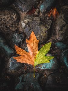 Preview wallpaper leaf, maple, stones, brown, green