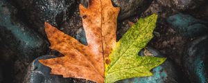 Preview wallpaper leaf, maple, stones, brown, green