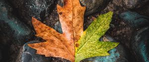 Preview wallpaper leaf, maple, stones, brown, green