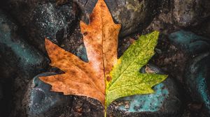 Preview wallpaper leaf, maple, stones, brown, green