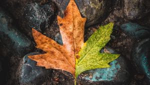 Preview wallpaper leaf, maple, stones, brown, green