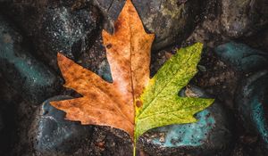 Preview wallpaper leaf, maple, stones, brown, green