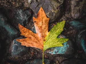 Preview wallpaper leaf, maple, stones, brown, green