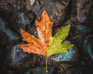 Preview wallpaper leaf, maple, stones, brown, green