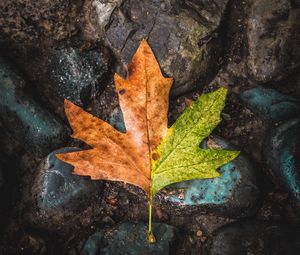 Preview wallpaper leaf, maple, stones, brown, green