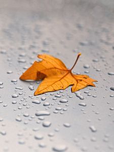 Preview wallpaper leaf, maple, surface, drops