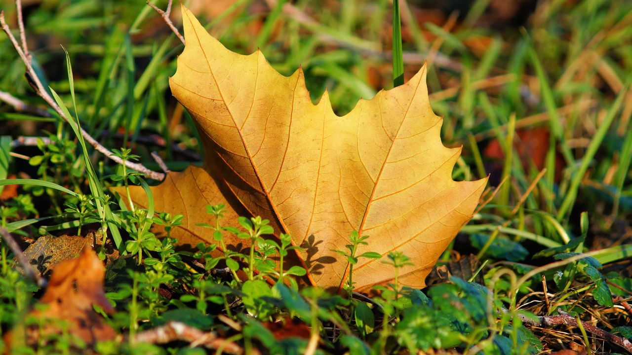 Wallpaper leaf, maple tree, grass
