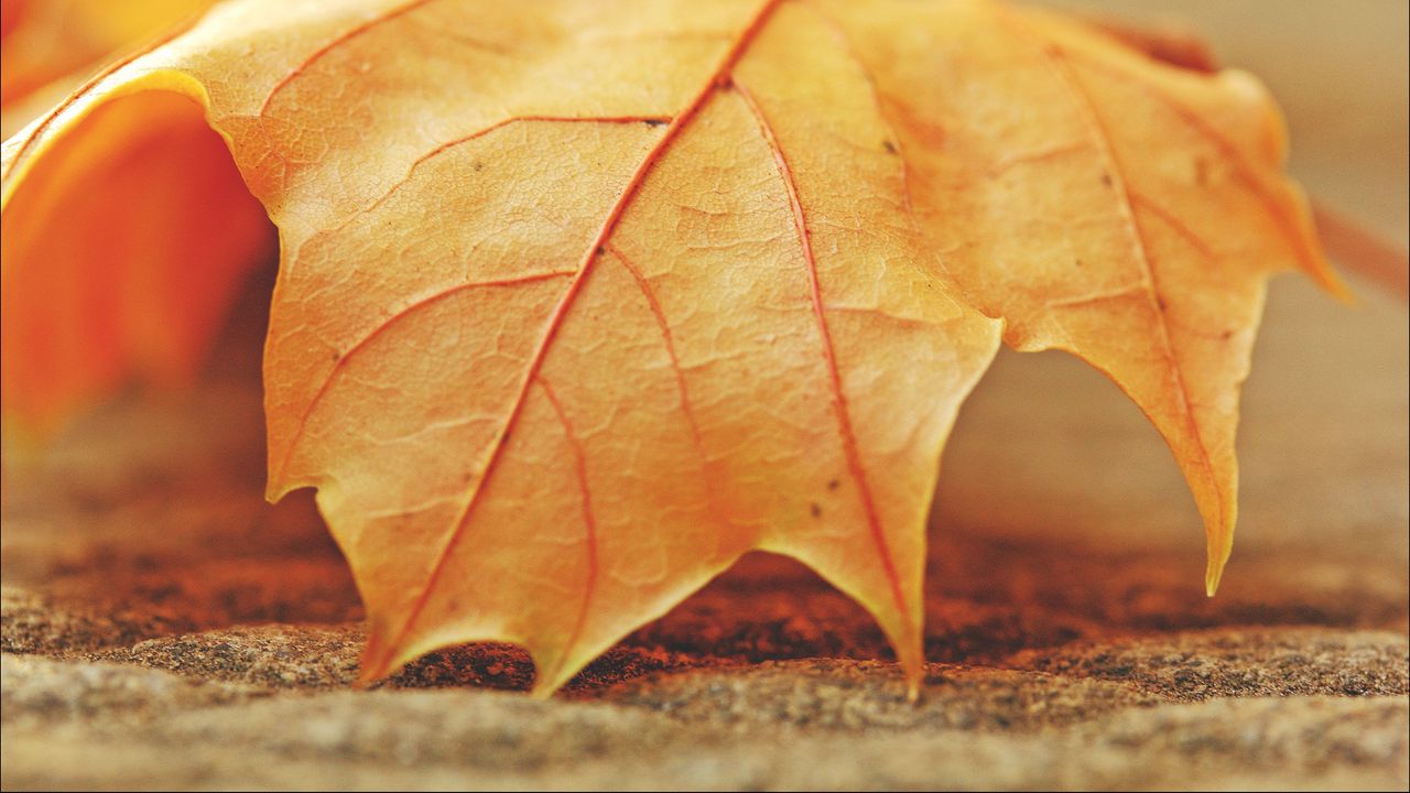 Wallpaper leaf, maple, veins, macro, autumn