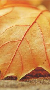 Preview wallpaper leaf, maple, veins, macro, autumn