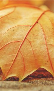 Preview wallpaper leaf, maple, veins, macro, autumn