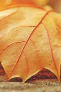 Preview wallpaper leaf, maple, veins, macro, autumn