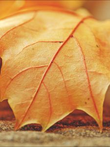 Preview wallpaper leaf, maple, veins, macro, autumn