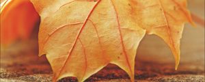 Preview wallpaper leaf, maple, veins, macro, autumn