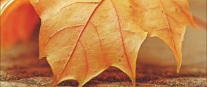 Preview wallpaper leaf, maple, veins, macro, autumn