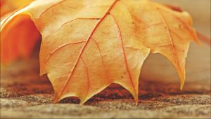 Preview wallpaper leaf, maple, veins, macro, autumn