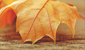 Preview wallpaper leaf, maple, veins, macro, autumn