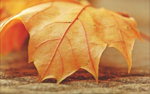 Preview wallpaper leaf, maple, veins, macro, autumn