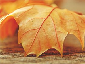 Preview wallpaper leaf, maple, veins, macro, autumn
