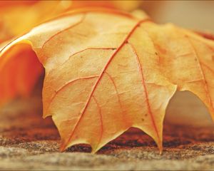 Preview wallpaper leaf, maple, veins, macro, autumn