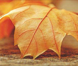 Preview wallpaper leaf, maple, veins, macro, autumn