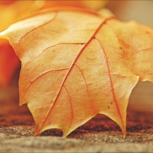 Preview wallpaper leaf, maple, veins, macro, autumn