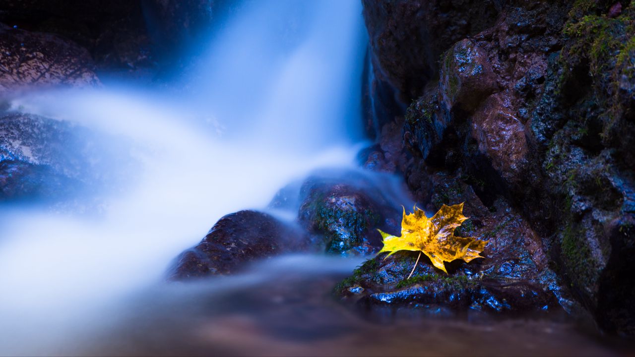 Wallpaper leaf, maple, water, autumn, stones