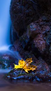 Preview wallpaper leaf, maple, water, autumn, stones