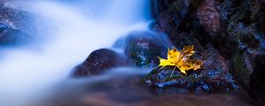 Preview wallpaper leaf, maple, water, autumn, stones