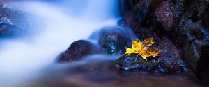 Preview wallpaper leaf, maple, water, autumn, stones