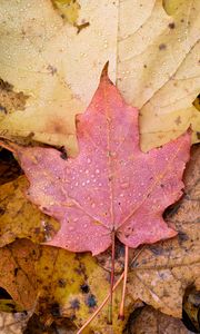 Preview wallpaper leaf, maple, wet, macro, autumn
