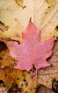 Preview wallpaper leaf, maple, wet, macro, autumn