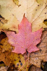 Preview wallpaper leaf, maple, wet, macro, autumn
