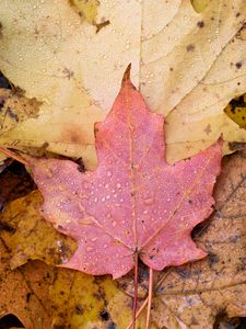 Preview wallpaper leaf, maple, wet, macro, autumn