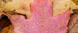 Preview wallpaper leaf, maple, wet, macro, autumn