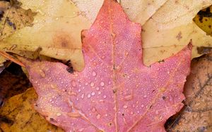 Preview wallpaper leaf, maple, wet, macro, autumn