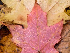 Preview wallpaper leaf, maple, wet, macro, autumn