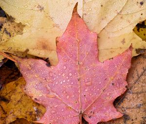 Preview wallpaper leaf, maple, wet, macro, autumn