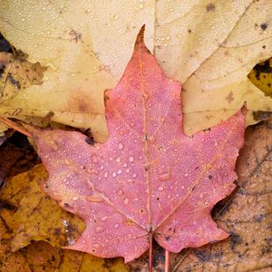 Preview wallpaper leaf, maple, wet, macro, autumn