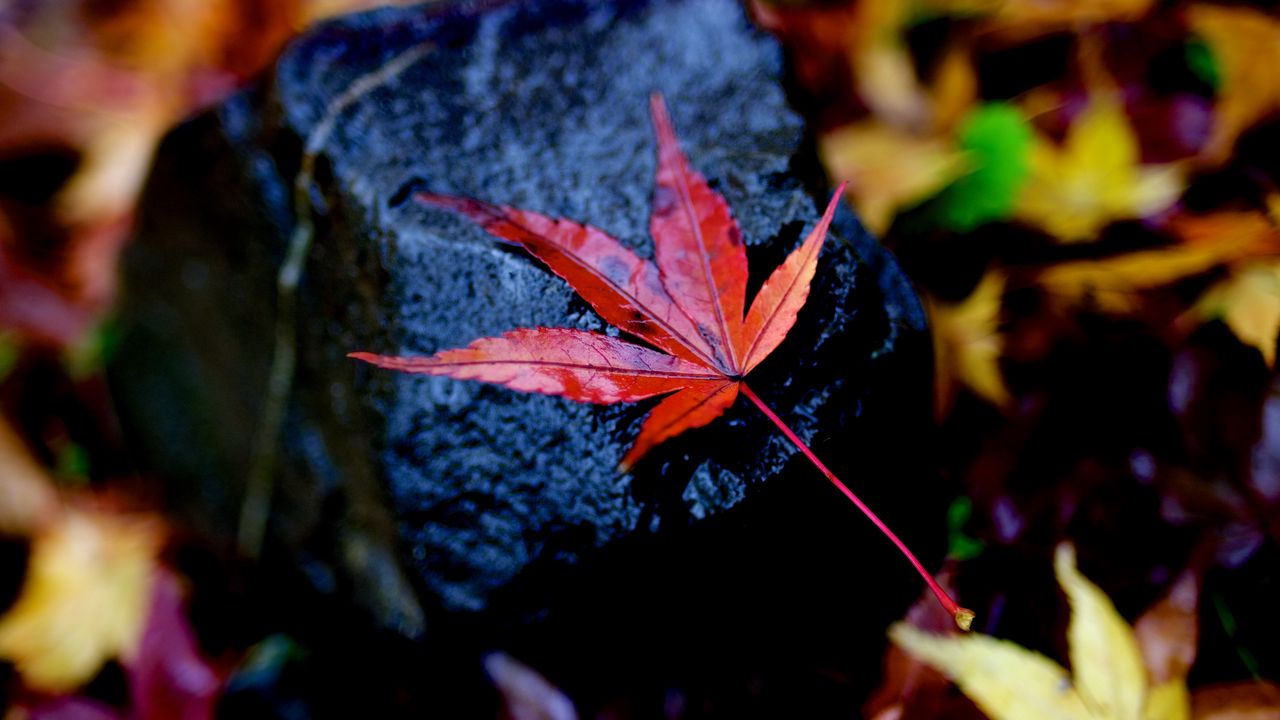 Wallpaper leaf, maple, wet, autumn, stone