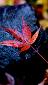 Preview wallpaper leaf, maple, wet, autumn, stone