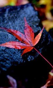 Preview wallpaper leaf, maple, wet, autumn, stone