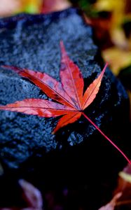 Preview wallpaper leaf, maple, wet, autumn, stone