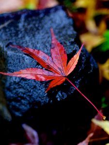 Preview wallpaper leaf, maple, wet, autumn, stone