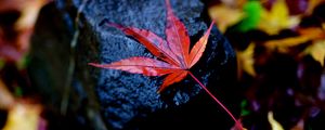 Preview wallpaper leaf, maple, wet, autumn, stone