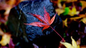 Preview wallpaper leaf, maple, wet, autumn, stone