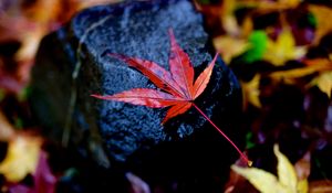 Preview wallpaper leaf, maple, wet, autumn, stone