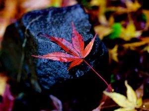 Preview wallpaper leaf, maple, wet, autumn, stone