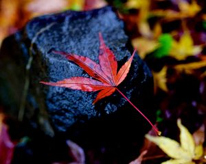 Preview wallpaper leaf, maple, wet, autumn, stone