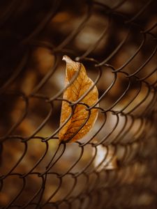 Preview wallpaper leaf, mesh, macro, brown